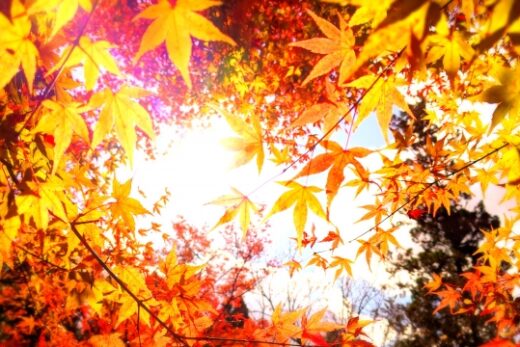 11月度スケジュール